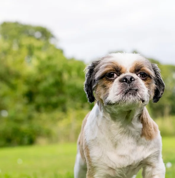 Bonito Bichon Frise x Shih Tzu — Fotografia de Stock