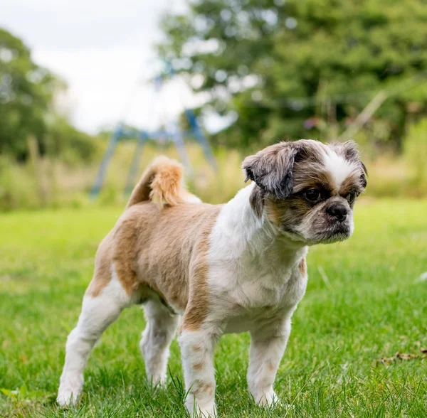 Cute Bichon Frise x Shih Tzu — Stock Photo, Image