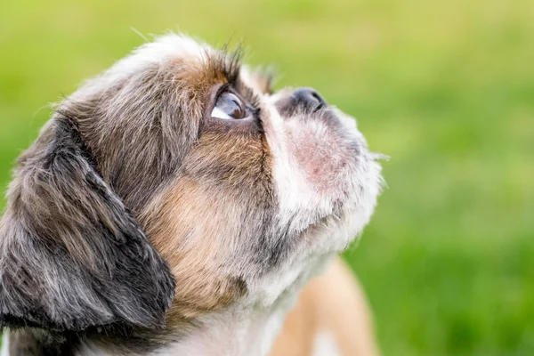 Cute Bichon Frise x Shih Tzu — Stock Photo, Image