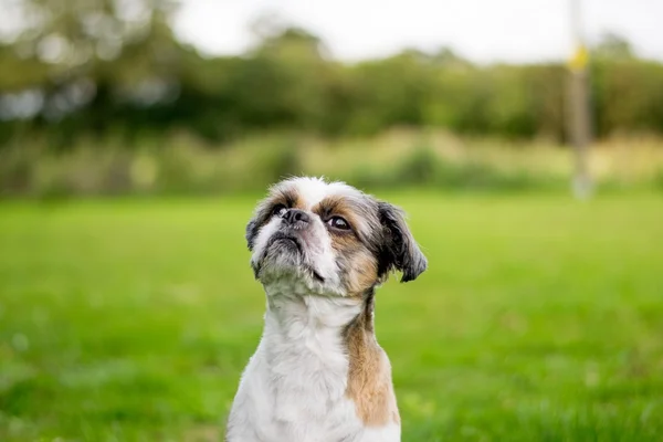 Ładny Dwuchromian Obszukać x Shih Tzu — Zdjęcie stockowe