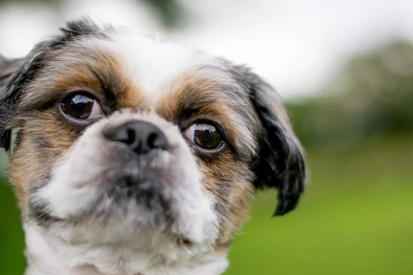 Ładny Dwuchromian Obszukać x Shih Tzu — Zdjęcie stockowe