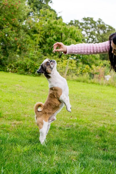 Bonito Bichon Frise x Shih Tzu — Fotografia de Stock