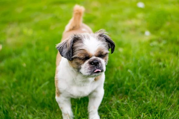 Şirin Bichon Frise x Shih Tzu