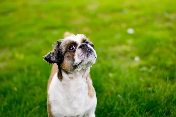 Şirin Bichon Frise x Shih Tzu