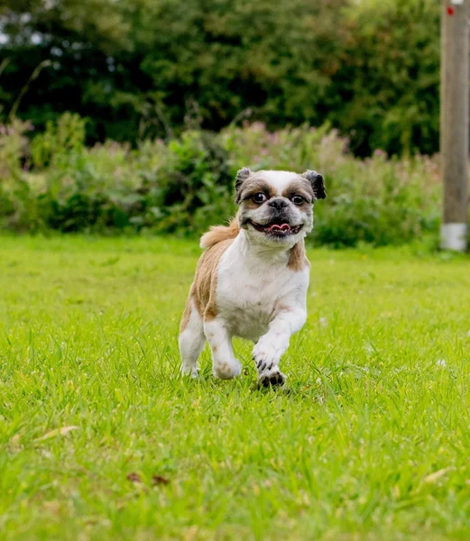 Şirin Bichon Frise x Shih Tzu