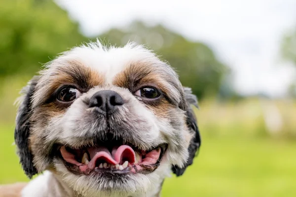 Şirin Bichon Frise x Shih Tzu