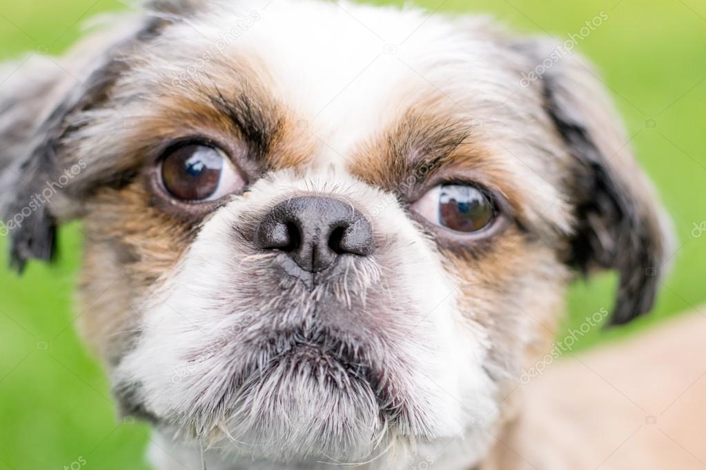 Frise Bichon Beagle Mix Dogs Shih Tzu Beagle Cross Bichon Frise