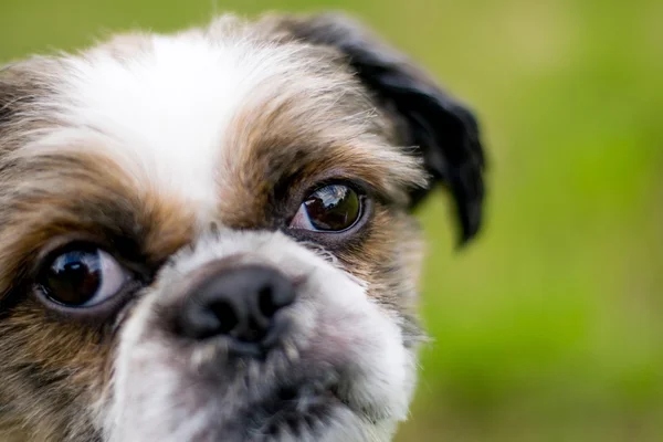 Schattig Bichon Frise x Shih Tzu — Stockfoto