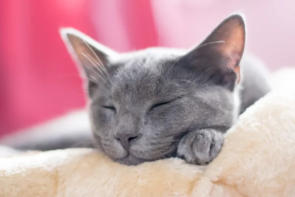 Mavi Korat yavru kedi