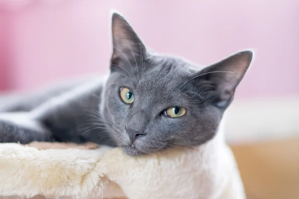 Mavi Korat yavru kedi