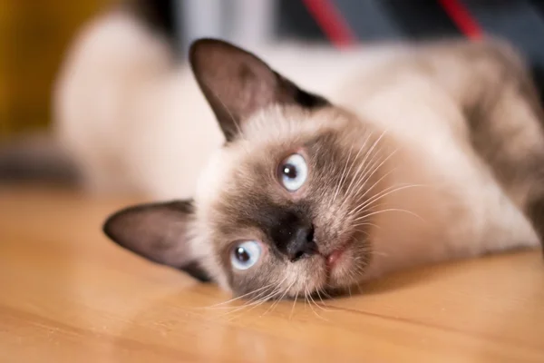 카메라에 버마 초콜릿 고양이 — 스톡 사진