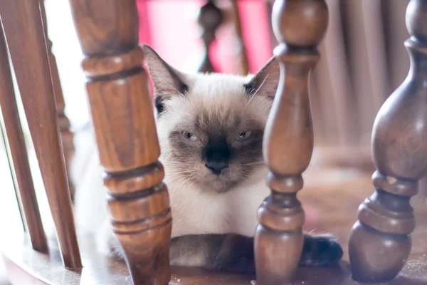 Gato de chocolate birmanês olhando para a câmera — Fotografia de Stock