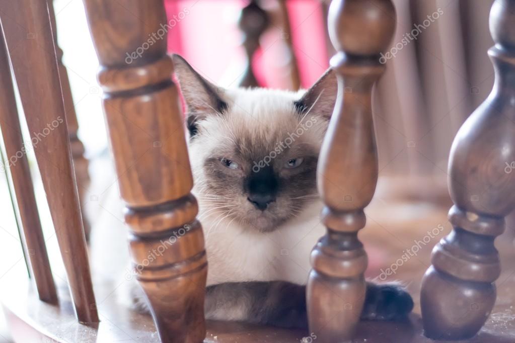 Burmese chocolate cat staring in the camera