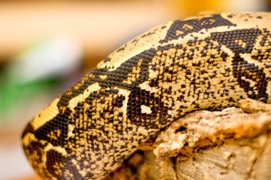 Bir yılana yaklaş.