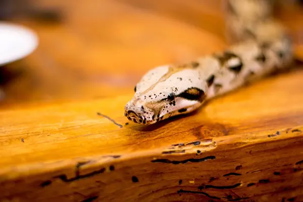 뱀의 근접 사진 — 스톡 사진