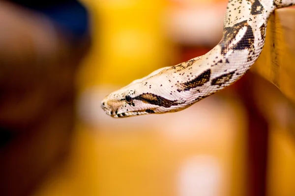 Close up of a snake — Stock Photo, Image