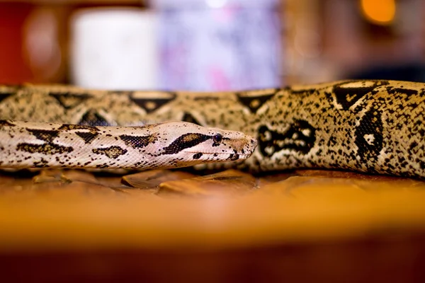 Primer plano de una serpiente — Foto de Stock