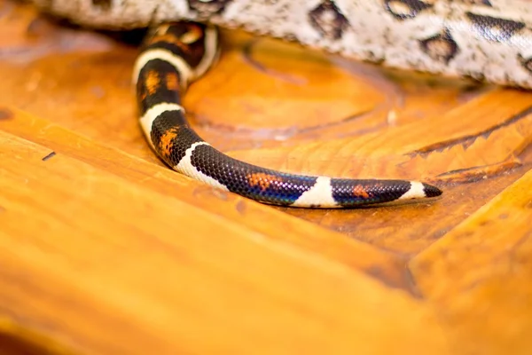 Közel egy kígyó — Stock Fotó