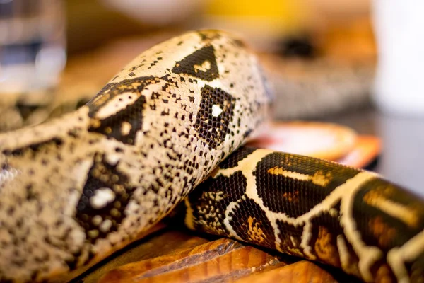 Close up of a snake — Stock Photo, Image