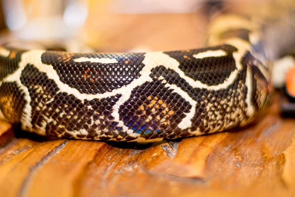 Primer plano de una serpiente —  Fotos de Stock