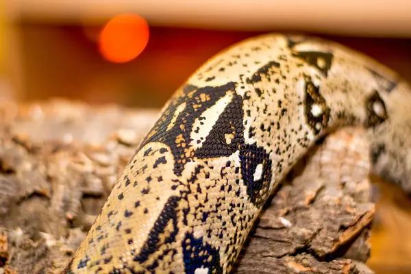 Крупним планом змія — стокове фото