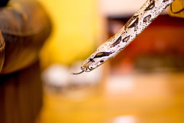 Close-up van een slang — Stockfoto