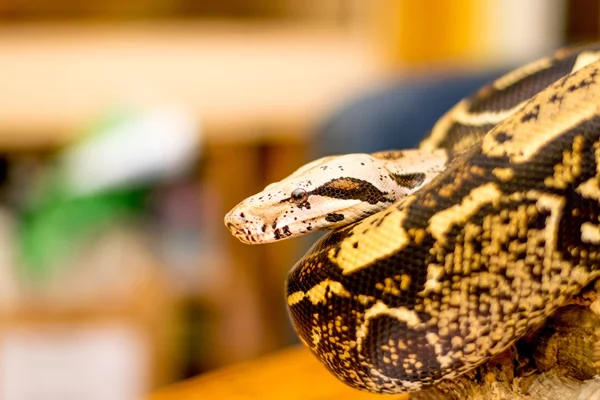 Närbild av en orm — Stockfoto