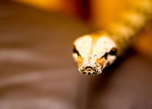 Close up of a snake — Stock Photo, Image