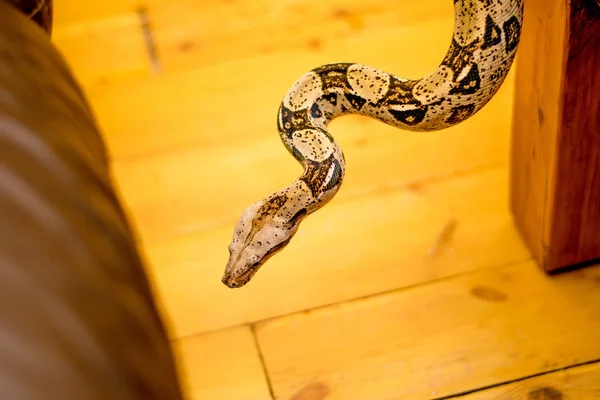 Primer plano de una serpiente —  Fotos de Stock