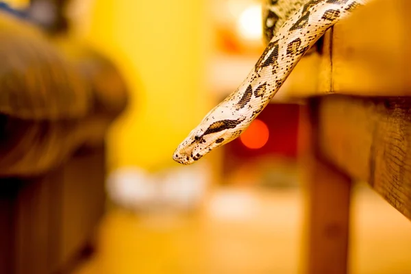 Close up of a snake — Stock Photo, Image