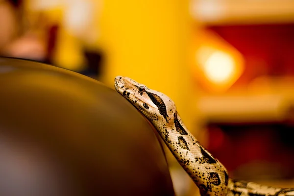 Close-up van een slang — Stockfoto