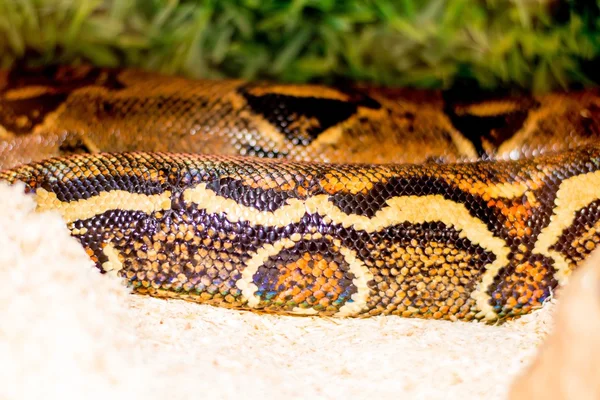 Primer plano de una serpiente —  Fotos de Stock