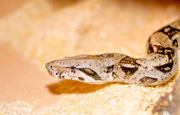 Primer plano de una serpiente —  Fotos de Stock