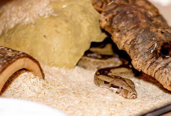 Primer plano de una serpiente —  Fotos de Stock