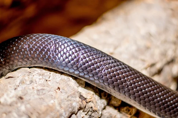 뱀의 근접 사진 — 스톡 사진