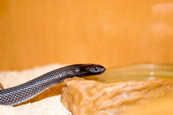 Perto de uma cobra — Fotografia de Stock