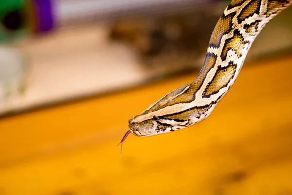 Primer plano de una serpiente —  Fotos de Stock