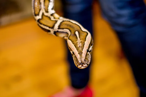 Närbild av en orm — Stockfoto