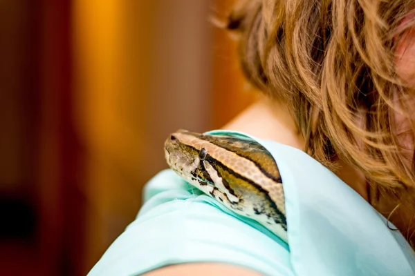 Close up of a snake — Stock Photo, Image