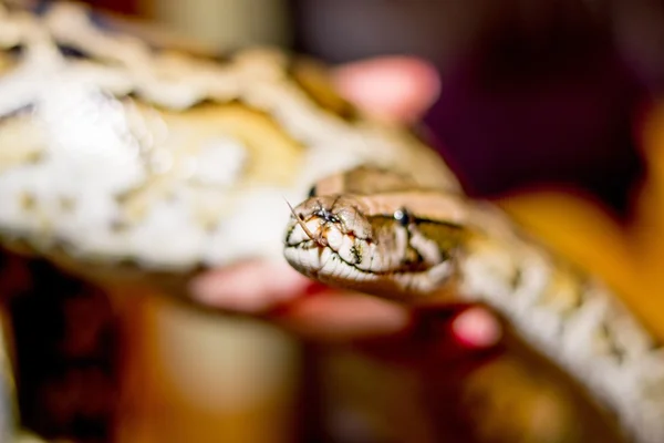 Close up of a snake — Stock Photo, Image