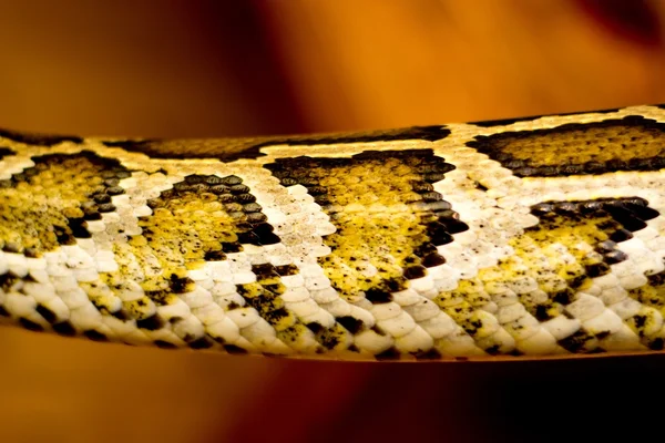 Close up of a snake — Stock Photo, Image