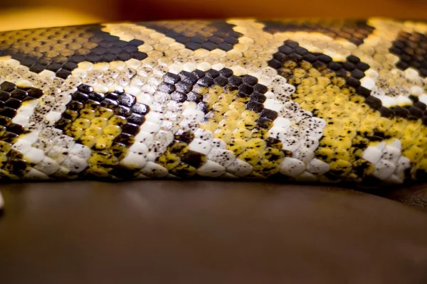 Primer plano de una serpiente — Foto de Stock