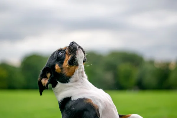 Hund i en park — Stockfoto