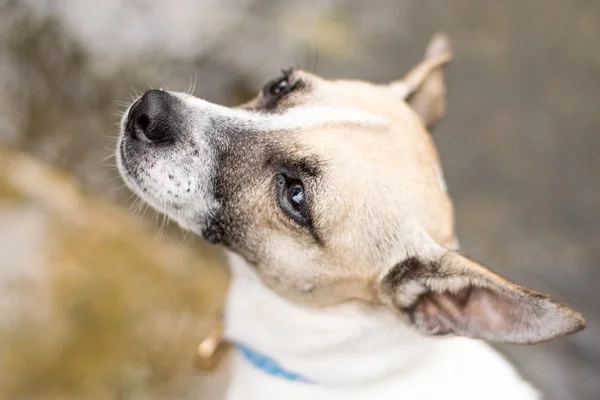 Hund i en park – stockfoto