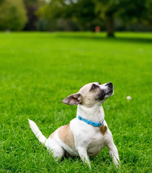 Anjing di taman. — Stok Foto