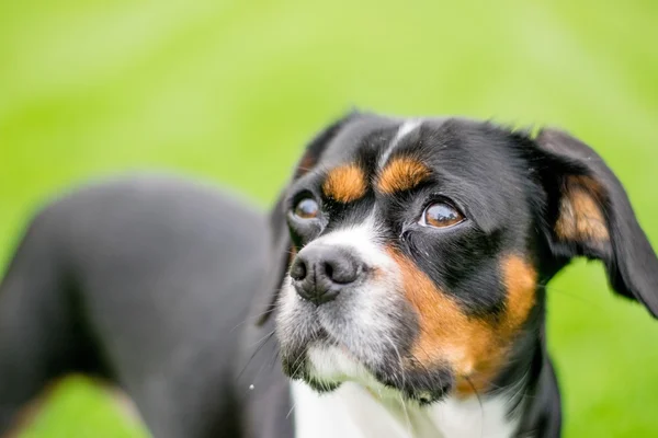 Hund i en park – stockfoto