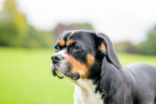 Dog in a park — Stock Photo, Image