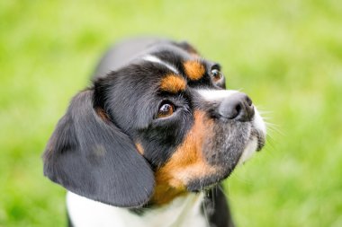 Parktaki köpek.