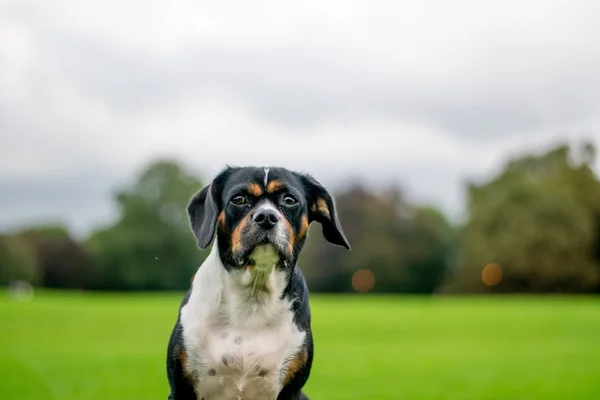 Hund i en park — Stockfoto