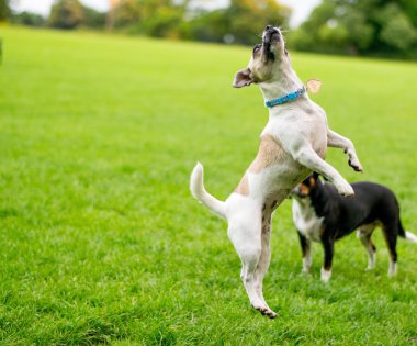 Parktaki köpek.